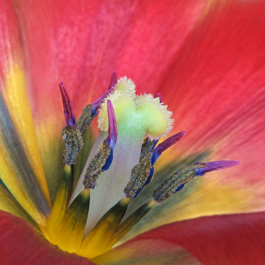 Tulip Detail Photograph by David and Carol Kelly