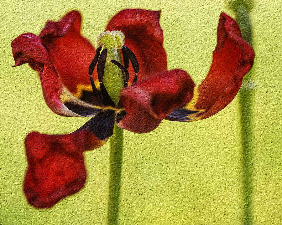 Tulip Digital Painting Photograph by Vishwanath Bhat