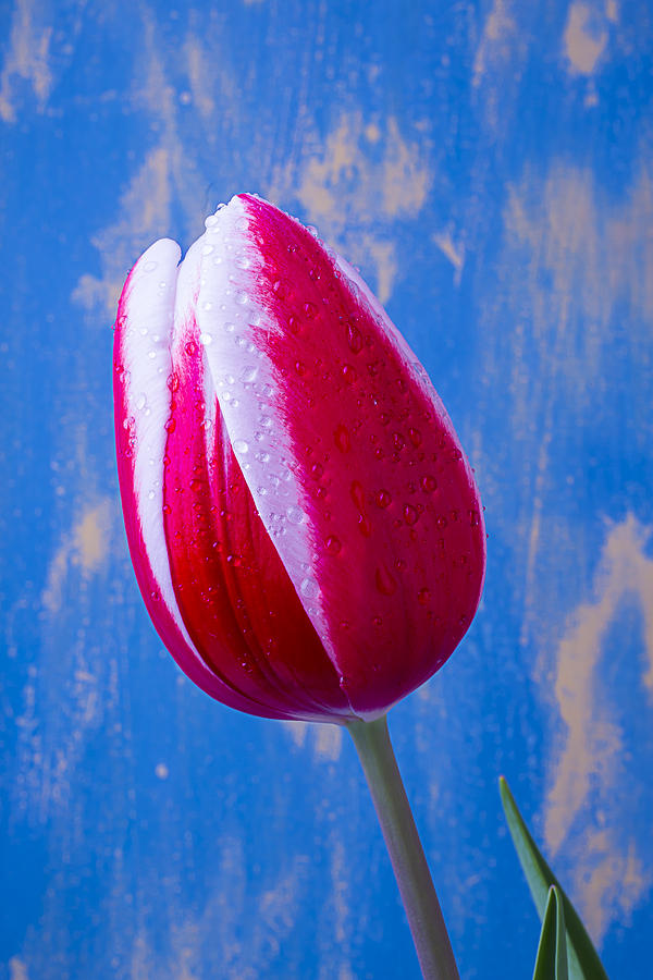 Tulip Dream Photograph by Garry Gay - Fine Art America