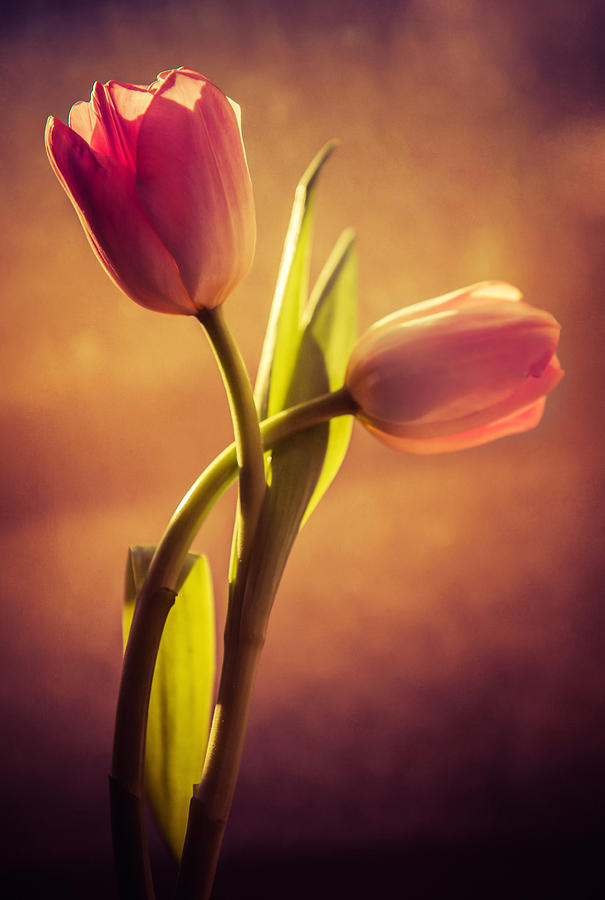 Pink Tulips #1 Photograph by Jaroslaw Blaminsky