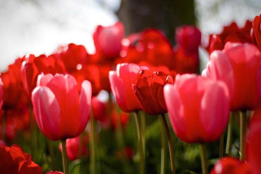 Tulip Eight Photograph By Edward Pride - Fine Art America