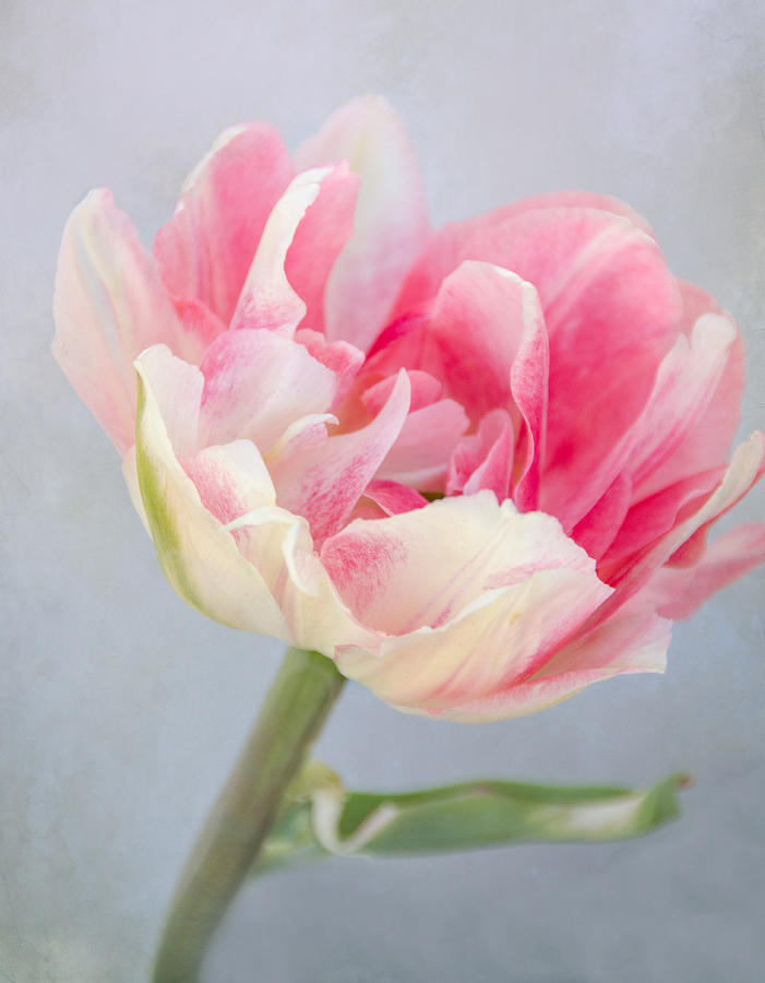 Tulip Photograph by Eleanor Bortnick