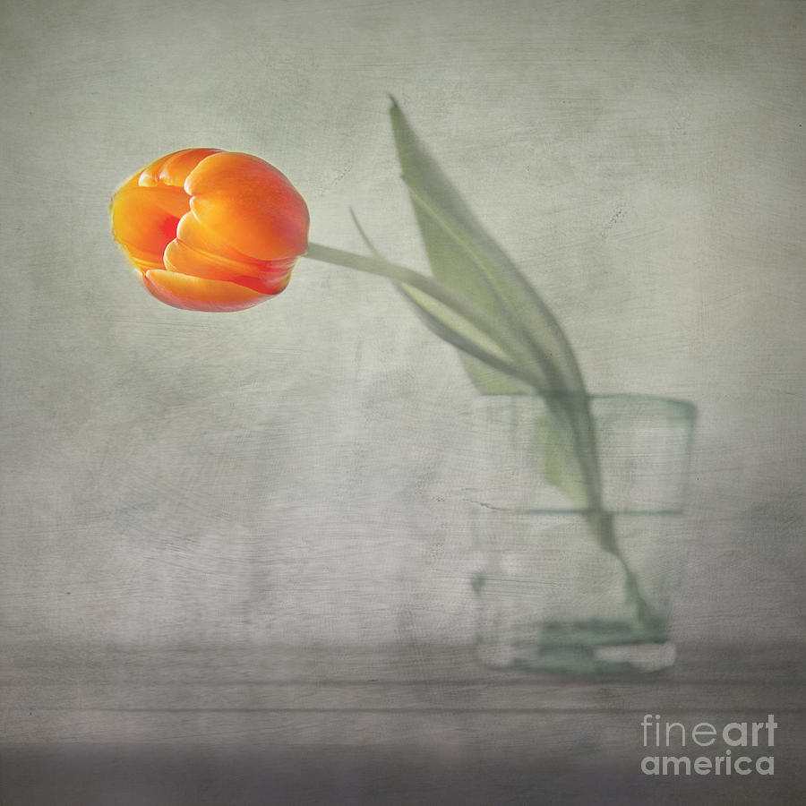 Tulip Photograph - Tulip by Elena Nosyreva