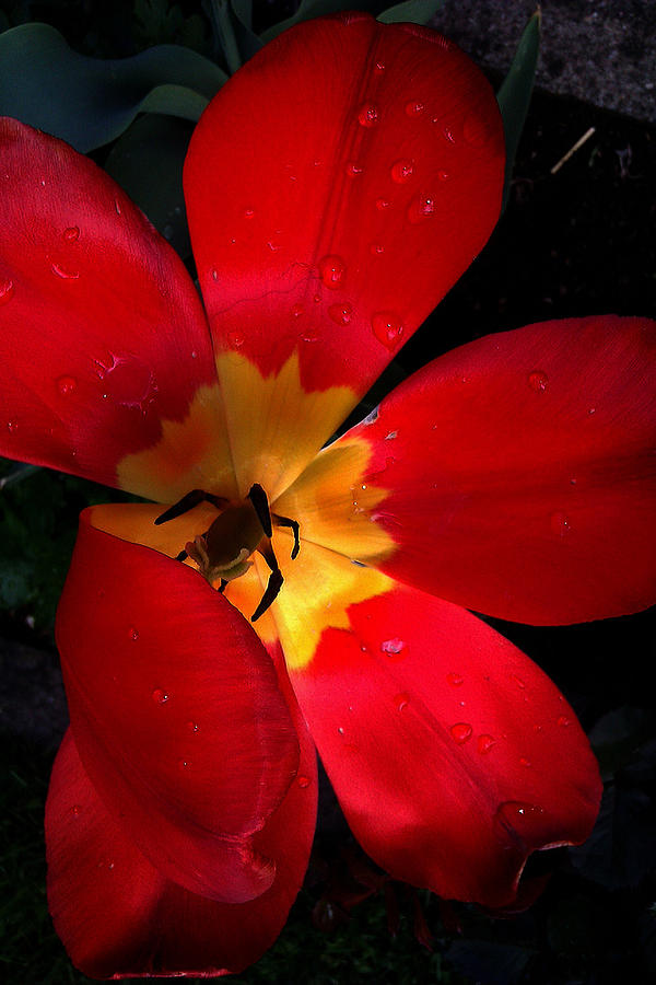 Flowers Still Life Photograph - Tulip by Emilija Jovanovic