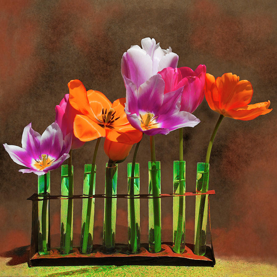 Tulip Experiments Photograph