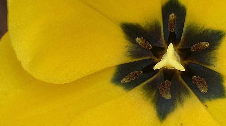 Tulip Explosion Photograph by Bruce Bley