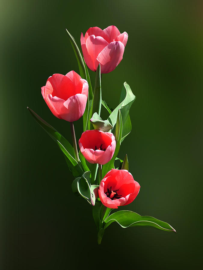 Tulip Photograph - Tulip Family by Susan Savad