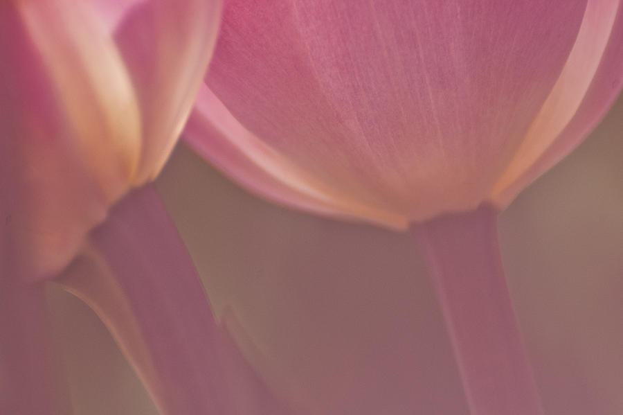 Tulip Fantasy 2 Pyrography by Jani Freimann