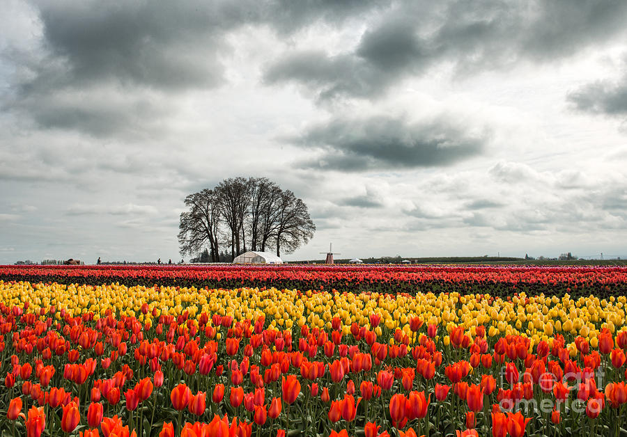 Tulip Farm and Tree Photograph by Peter Dang