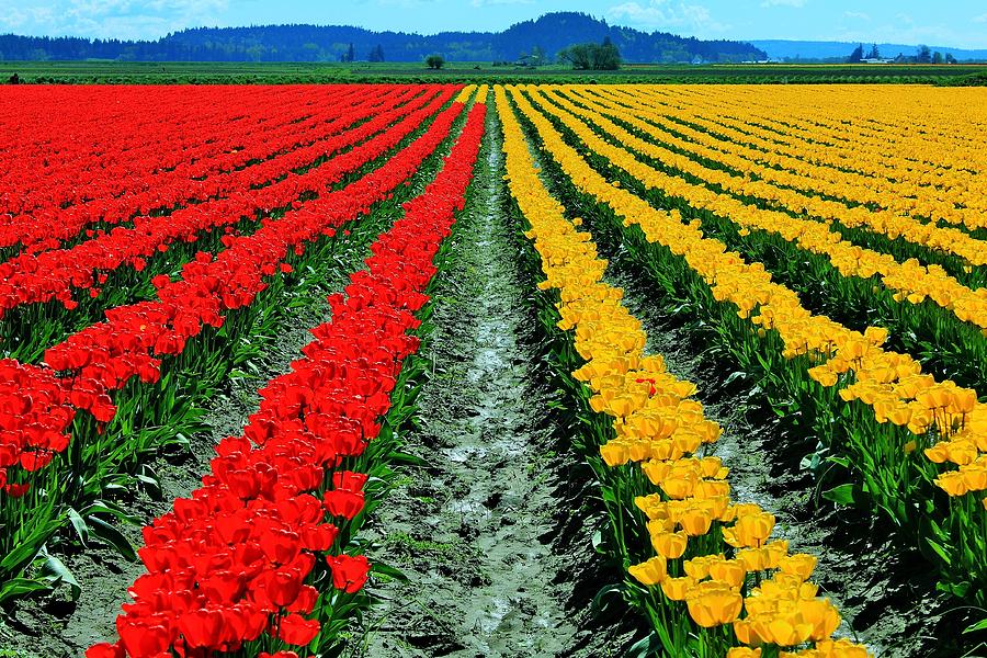 Tulip Farm Photograph by Benjamin Yeager