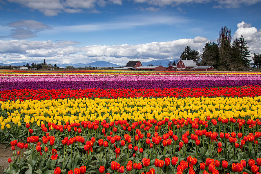 Tulip Farm Photograph by Pierre Leclerc Photography