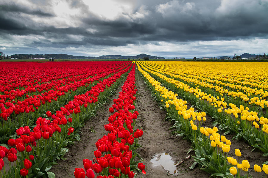 Tulip Farm Photograph by Roger Mullenhour