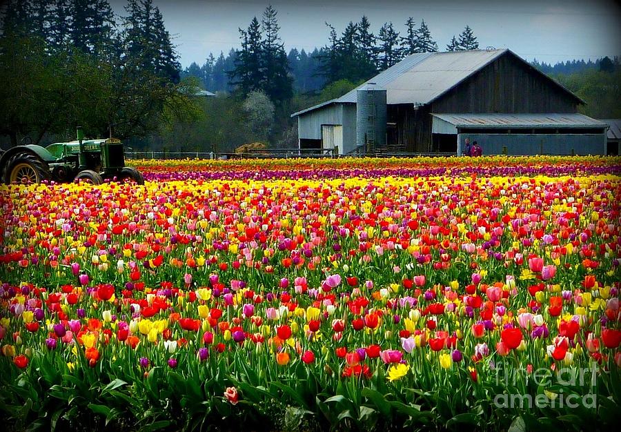 Tulip Photograph - Tulip Farm  by Susan Garren
