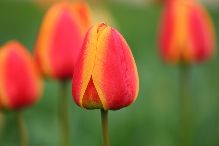 Tulip Festival Photograph by Rachel Cohen