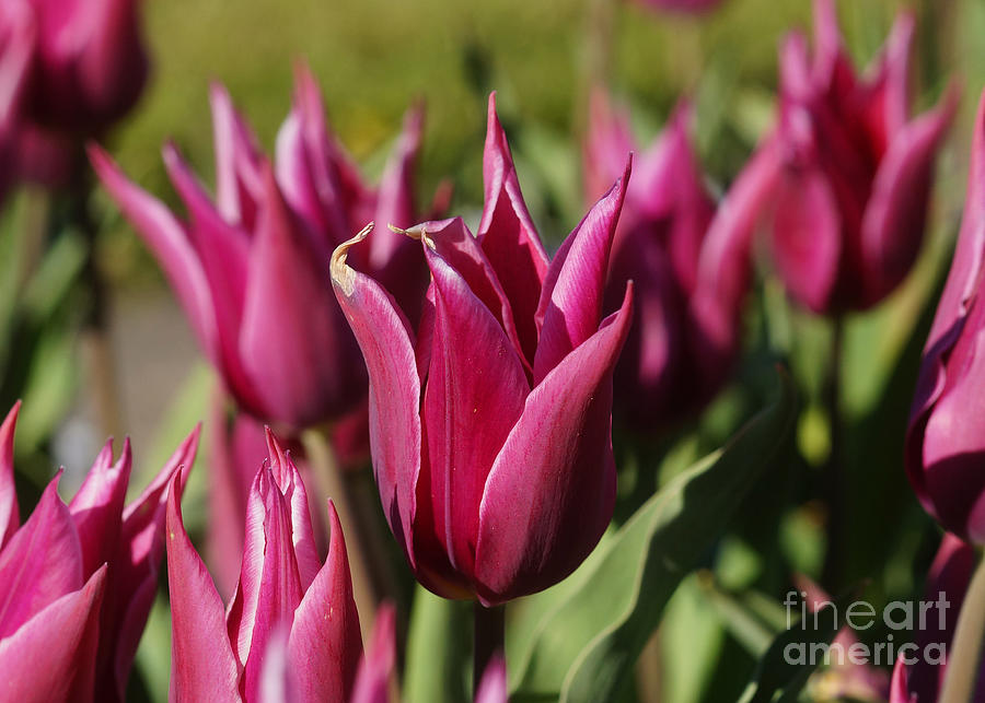 Tulip Field 3 Photograph by Rudi Prott