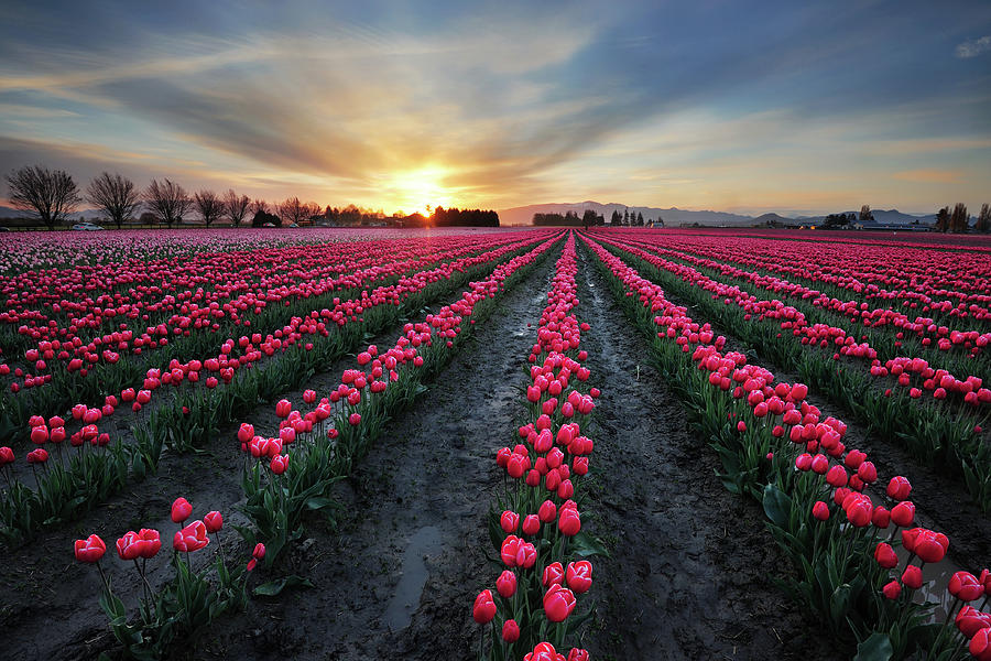 Nature Photograph - Tulip Field At Dawn by Piriya Photography