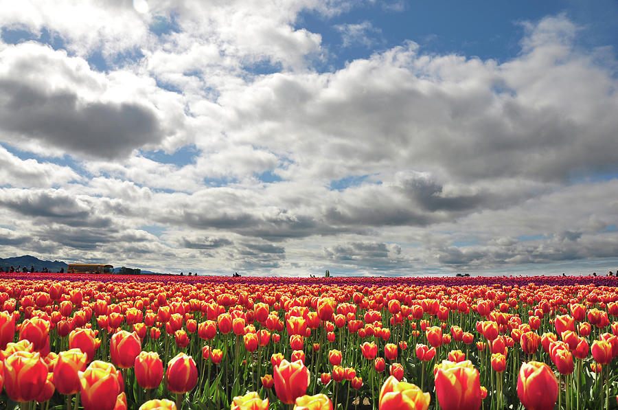 Tulip Field Photograph by Cheryl Hill