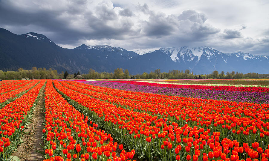 Tulip Photograph - Tulip field in Agassiz British Columbia by Pierre Leclerc Photography