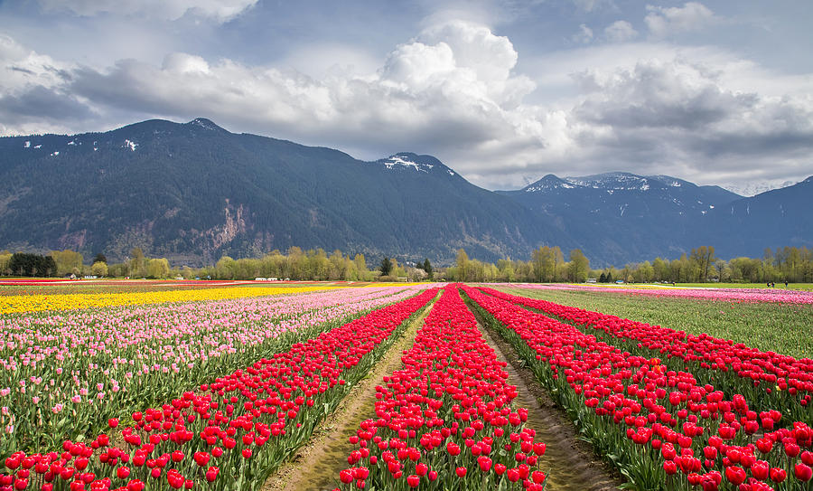 Tulip field in the mountains Photograph by Pierre Leclerc Photography