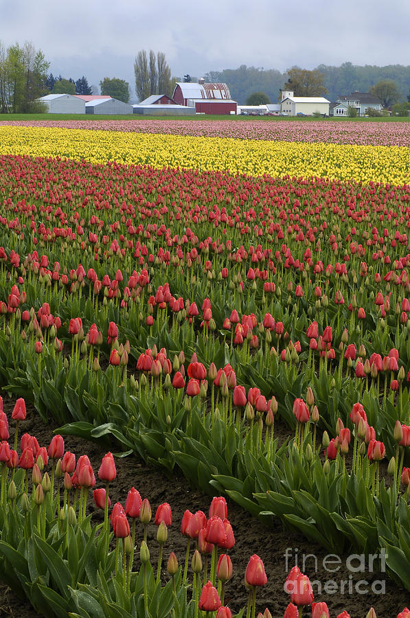 Tulip Field Photograph by John Shaw