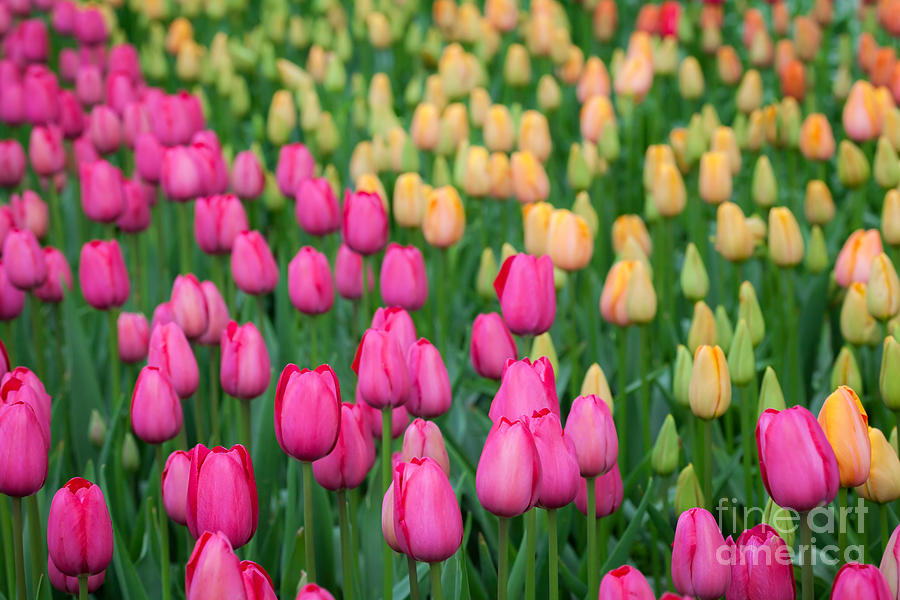Tulip Field by Katka Pruskova Tulip Field by Katka Pruskova