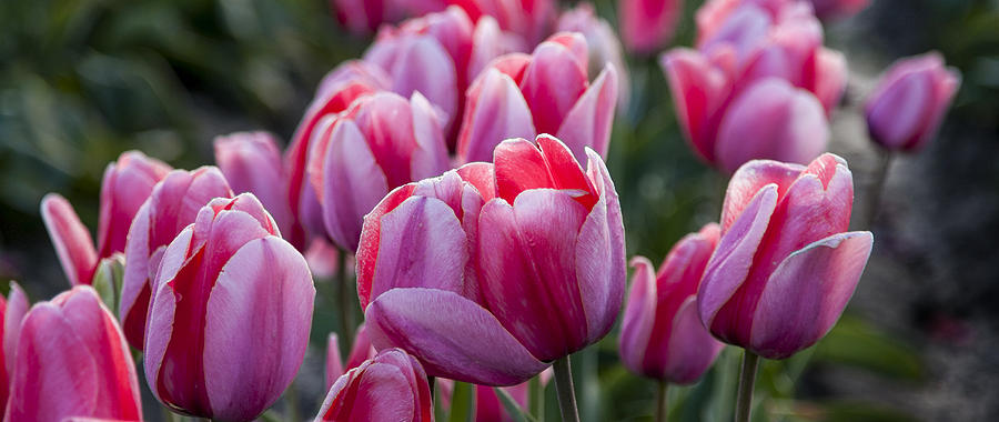 Tulip Photograph - Tulip Field by Mary Jo Allen