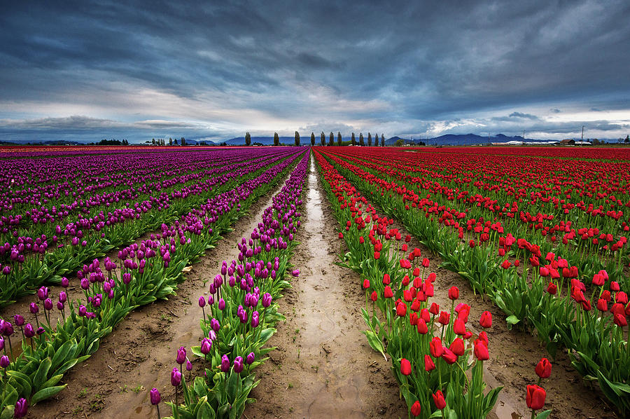 Nature Photograph - Tulip Field by Naphat Photography