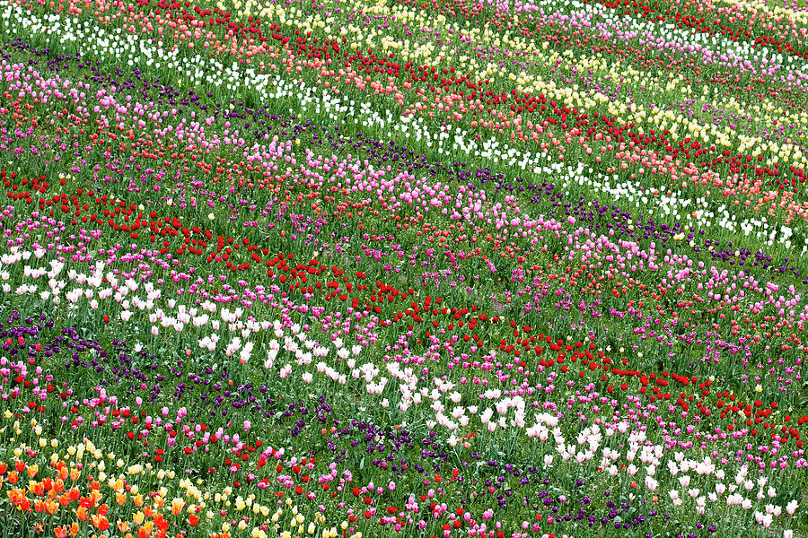 Tulip Field Photograph by Patty c