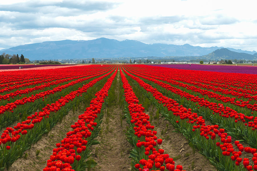 Tulip Field-red Photograph by Hisao Mogi