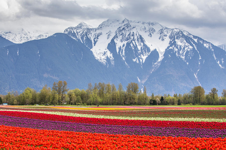 Tulip Photograph - Tulip field surrounded by Snow capped mountains by Pierre Leclerc Photography