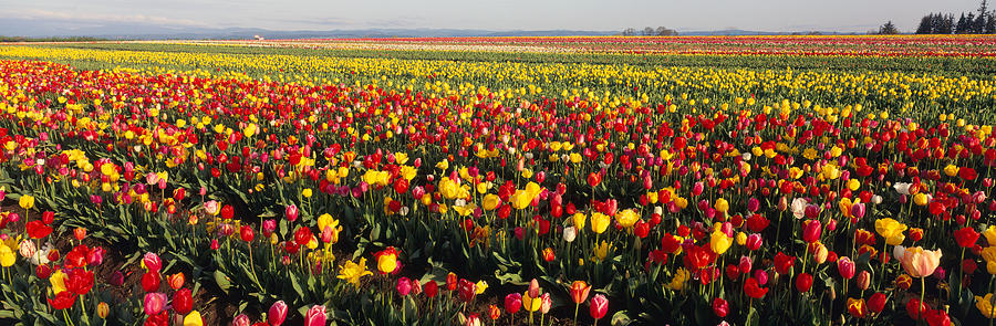 Tulip Photograph - Tulip Field, Willamette Valley, Oregon by Panoramic Images