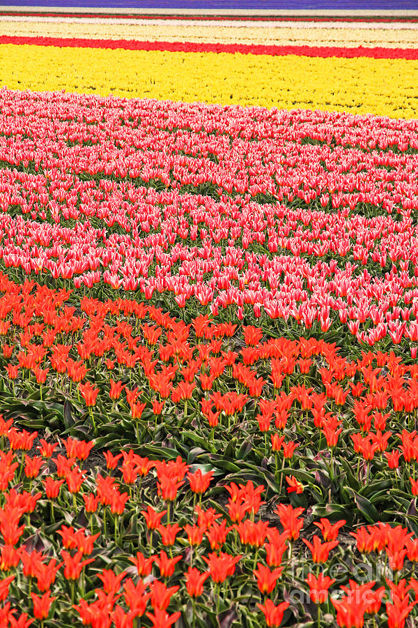 Tulip fields 2 Photograph by Jasna Buncic