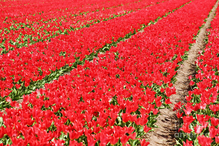 Tulip fields 3 Photograph by Jasna Buncic