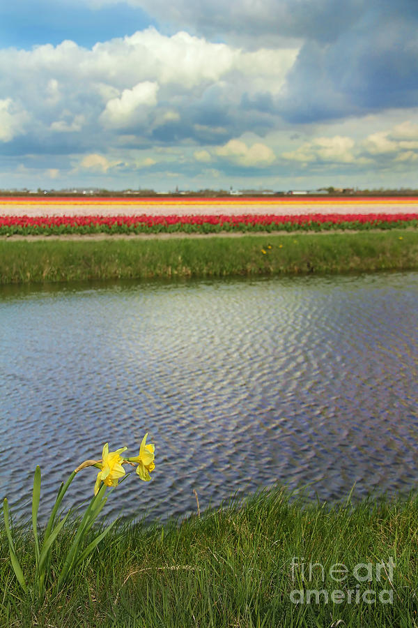 Tulip Photograph - Tulip fields 4 by Jasna Buncic