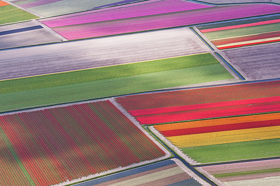 Tulip Fields Between Sassenheim And Photograph by Atlantide Phototravel