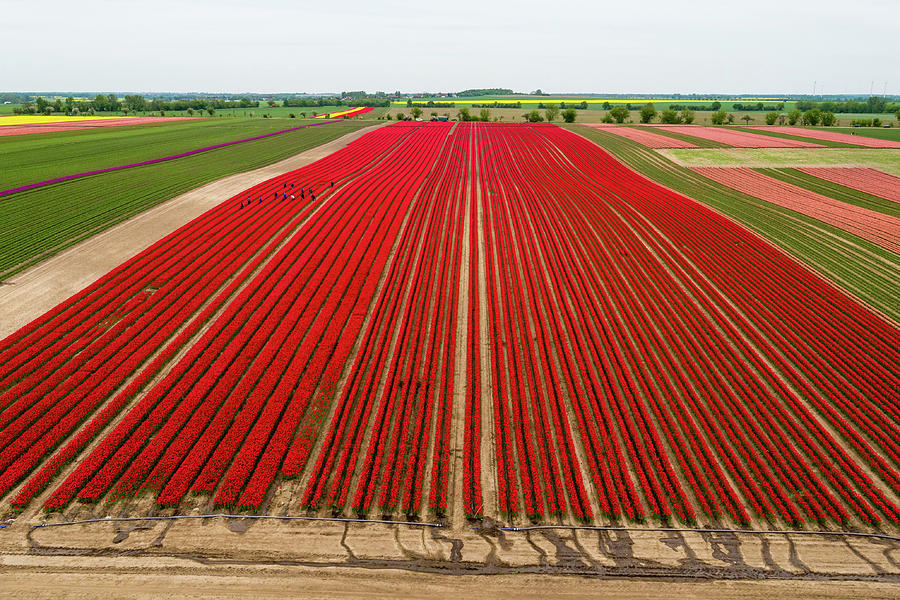 Tulip Fields Blossom Near Magdeburg Photograph by Jens Schlueter
