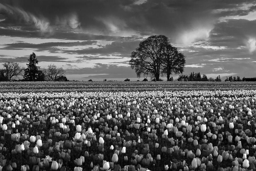 Tulip Fields Forever Photograph by Wes and Dotty Weber