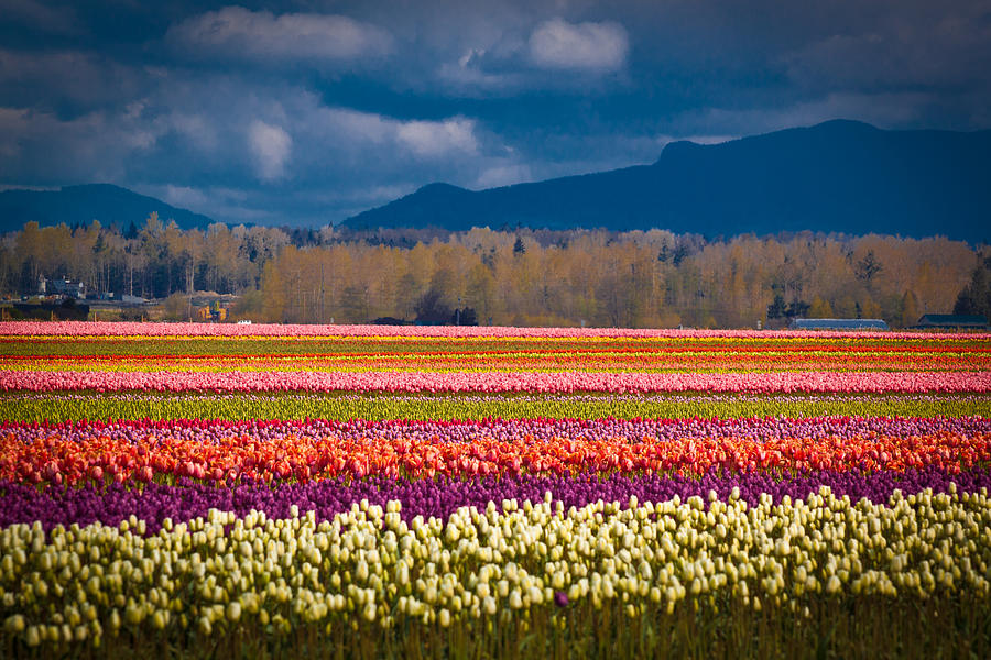 Tulip Fields in Skagit Valley Photograph by Henry Lingat | Fine Art America