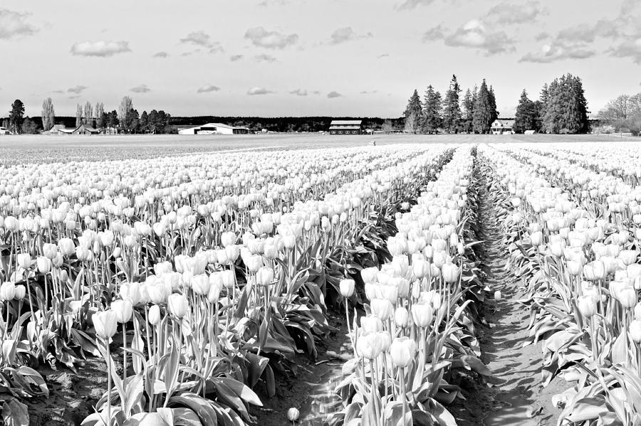 Black And White Photograph - Tulip Fields In Spring 4 by Priya Ghose