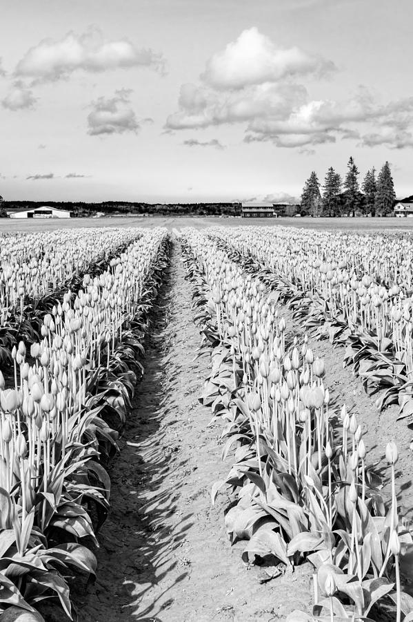 Black And White Photograph - Tulip Fields In Spring 5 by Priya Ghose