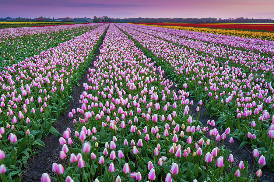 Tulip Fields In The Netherlands At Dusk Photograph by Peter Zelei Images