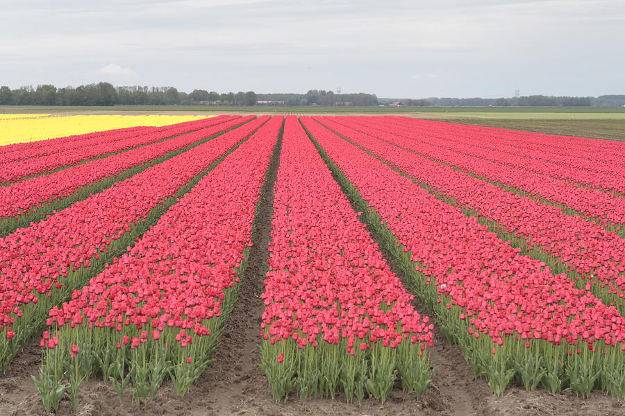 Flower Photograph - Tulip fields in the Netherlands by Ronald Jansen