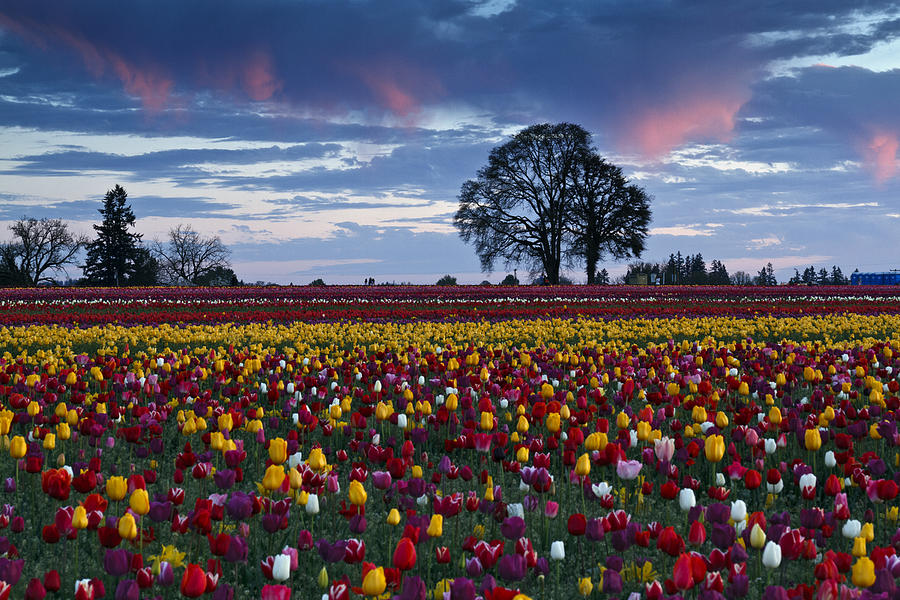 Tulip Fields Last Colors Photograph by Wes and Dotty Weber
