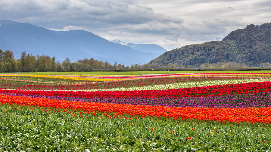 Tulip Photograph - Tulip fields of Agassiz by Pierre Leclerc Photography