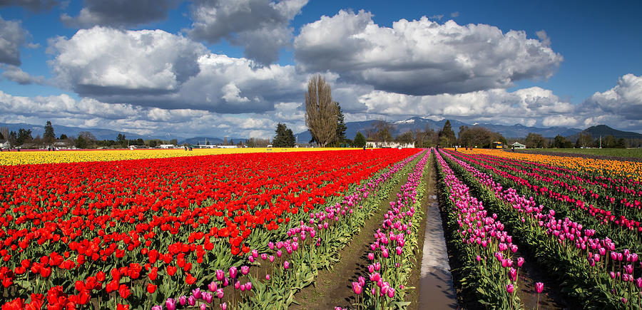 Tulip fields of color Photograph by Pierre Leclerc Photography