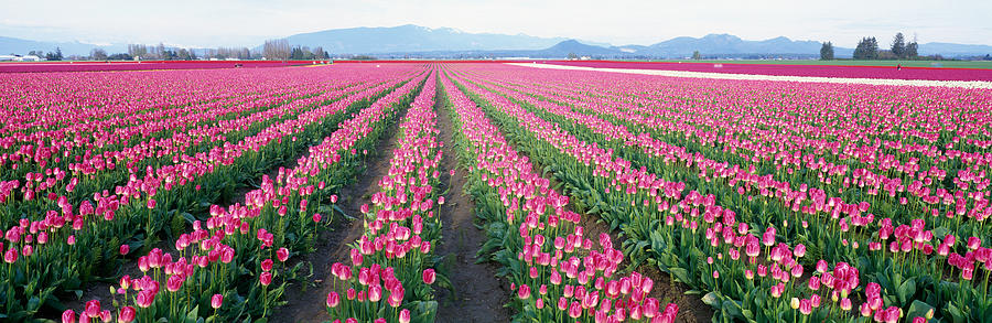Tulip Photograph - Tulip Fields, Skagit County, Washington by Panoramic Images