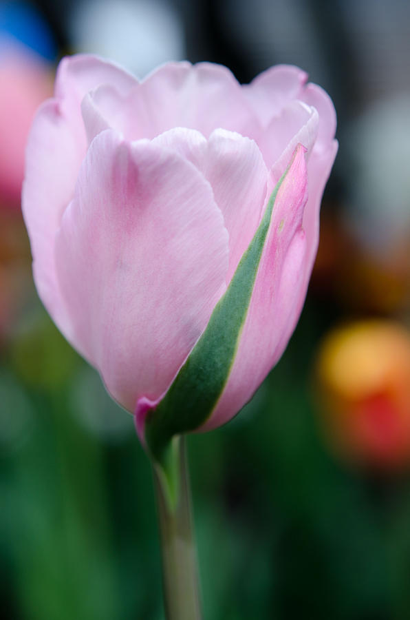 Tulip Fine Line Photograph by Kathy Paynter | Fine Art America