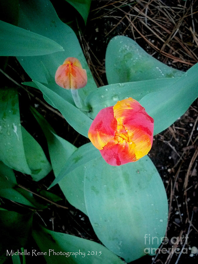 Tulip Fire Photograph By Michelle Rene Goodhew