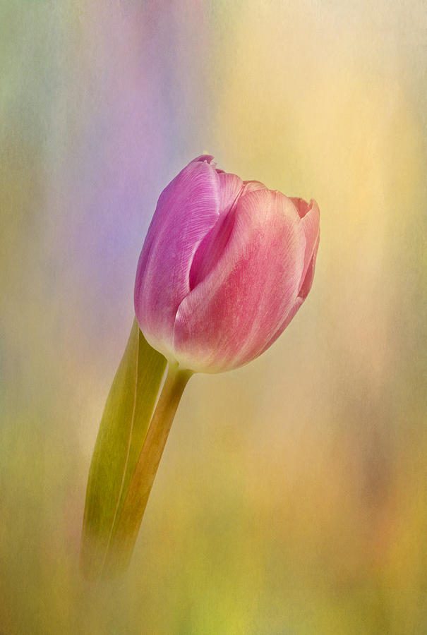 Tulip Photograph - Tulip Flamboyant by Robert Murray