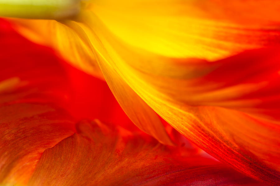 Tulip Flame Photograph by Joan Herwig